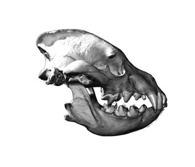 Strpied Hyaena Skull by Sara Porter - print
