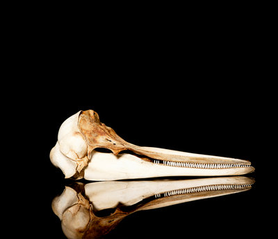 Common Dolphin by Sara Porter - print