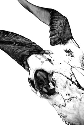 Sitatunga Skull by Sara Porter - print