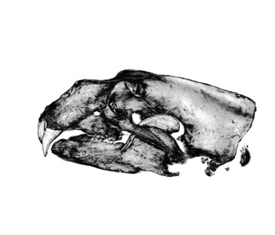 Polar Bear Skull by Sara Porter - print