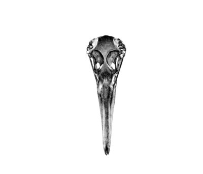 Albatross Skull by Sara Porter - print
