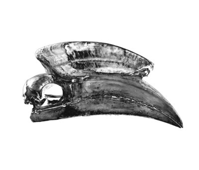 Hornbilll Skull by Sara Porter - print