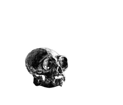 Gibbon Skull by Sara Porter - print