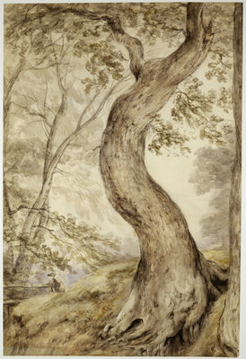 Tree at Helmingham, c.1800 by John Constable - print