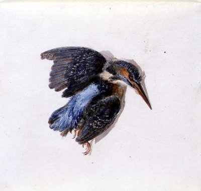 Kingfisher, from The Farnley Book of Birds, c.1816 by Joseph Mallord William Turner - print