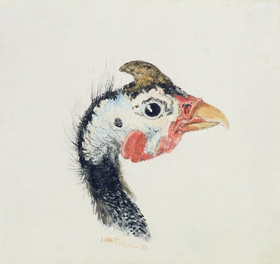 Guinea Fowl, from The Farnley Book of Birds, c.1816 by Joseph Mallord William Turner - print