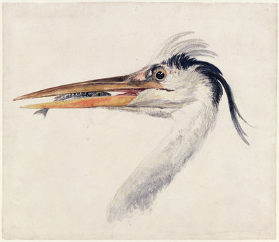 Heron, from The Farnley Book of Birds, c.1816 by Joseph Mallord William Turner - print