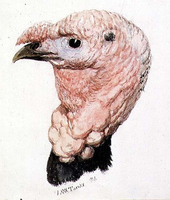 Turkey, from The Farnley Book of Birds, c. 1816 by Joseph Mallord William Turner - print