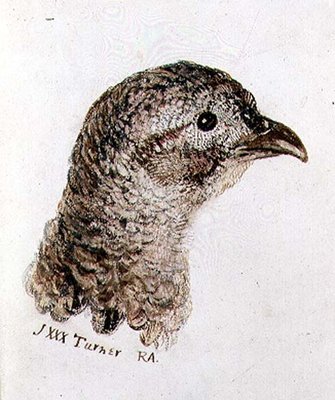 Hen Pheasant, from The Farnley Book of Birds, c.1816 by Joseph Mallord William Turner - print