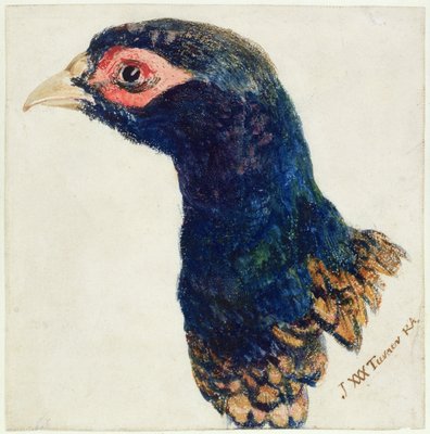 Cock Pheasant, The Farnley Book of Birds, c.1816 by Joseph Mallord William Turner - print