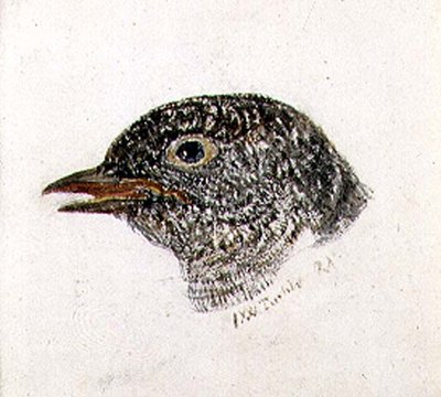 Cuckoo, from The Farnley Book of Birds, c.1816 by Joseph Mallord William Turner - print