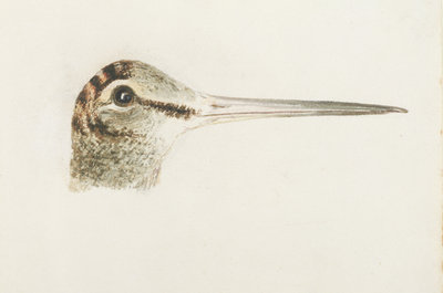 Woodcock, from The Farnley Book of Birds, c.1816 by Joseph Mallord William Turner - print
