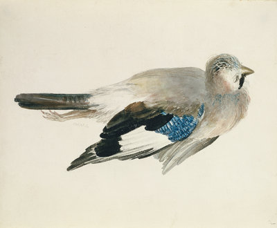 Jay, from The Farnley Book of Birds, c.1816 by Joseph Mallord William Turner - print