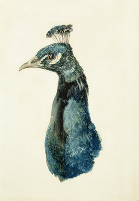 Peacock, from The Farnley Book of Birds, c.1816 by Joseph Mallord William Turner - print
