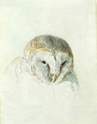 White Barn Owl, from The Farnley Book of Birds, c.1816 by Joseph Mallord William Turner - print