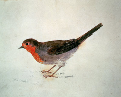 Robin, from The Farnley Book of Birds, c.1816 by Joseph Mallord William Turner - print