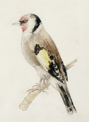 Goldfinch, from The Farnley Book of Birds, c.1816 by Joseph Mallord William Turner - print