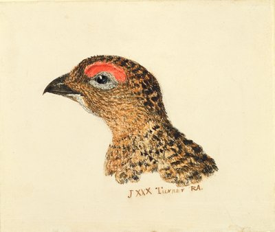 Head of Grouse, from The Farnley Book of Birds, c.1816 by Joseph Mallord William Turner - print