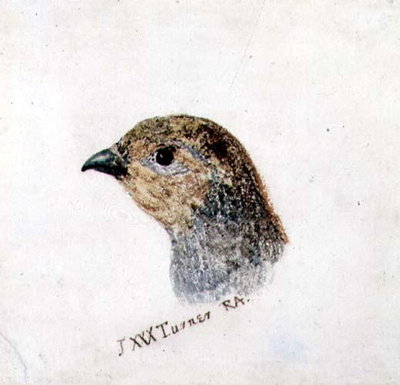Partridge, from The Farnley Book of Birds, c.1816 by Joseph Mallord William Turner - print