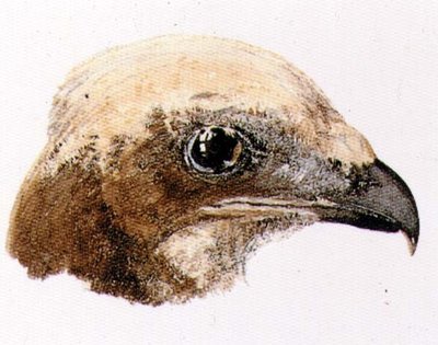 Moor Hawk, from The Farnley Book of Birds, c.1816 by Joseph Mallord William Turner - print