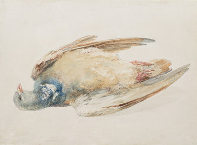Pigeon, from The Farnley Book of Birds, c.1816 by Joseph Mallord William Turner - print