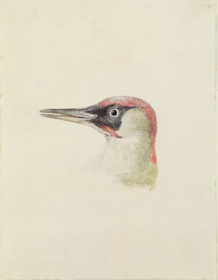 Woodpecker, from The Farnley Book of Birds, c.1816 by Joseph Mallord William Turner - print