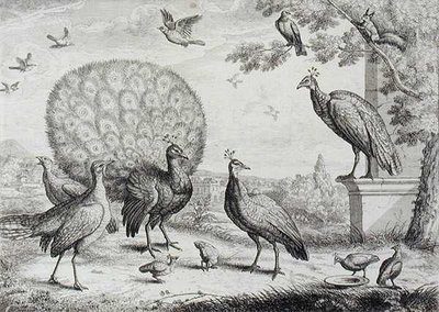 Group of Birds with Peacock by Francis Place - print