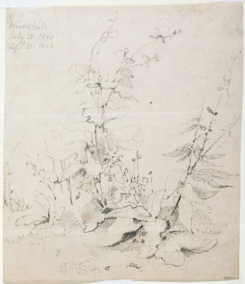 Study of Weeds, Kirkstall, 1803 by John Sell Cotman - print