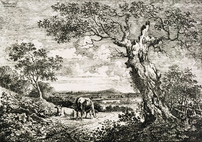 Two cows in a field by George Walker - print