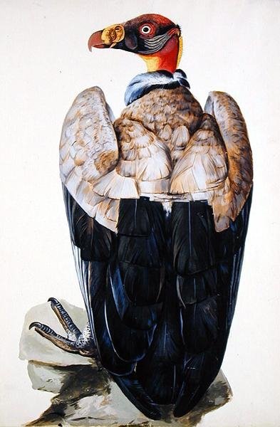 A Vulture by Charles Collins - print