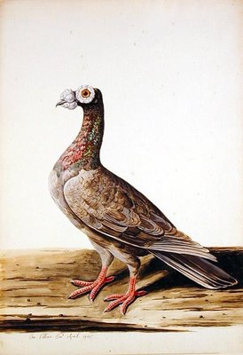 A Woodgrouse, Hen, 1741 by Charles Collins - print