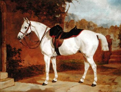 Ali, Portrait of a Horse by English School - print