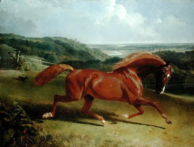 Galloping Horse in a Landscape by John Frederick Herring Snr - print