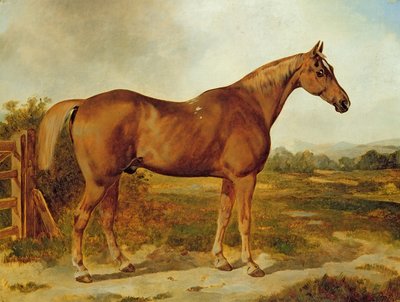 Silvertail, Portrait of a Horse by English School - print