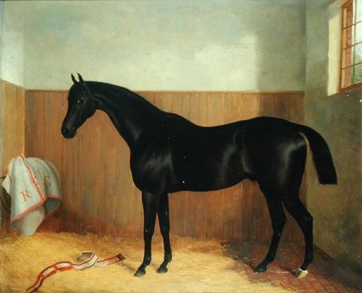 Tommy, Portrait of a Horse, c.1870s by John Paul - print
