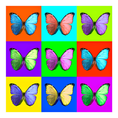 Morpho Butterfly by Sara Porter - print