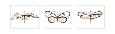 Pinned Butterfly by Sara Porter - print