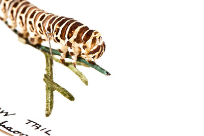 Swallowtail Caterpillar by Sara Porter - print