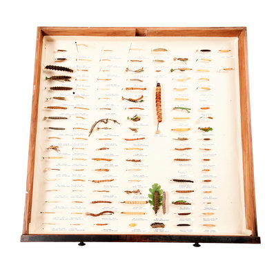 Drawer Of Caterpillars by Sara Porter - print