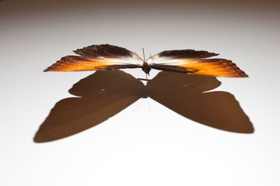 Pinned Butterfly by Sara Porter - print
