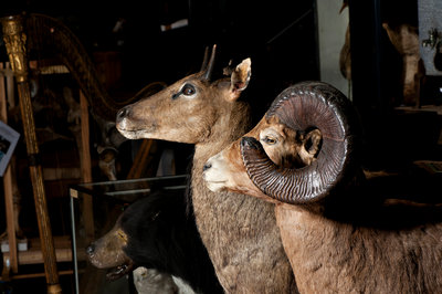 Bighorn Sheep Mounts by Sara Porter - print