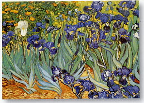 Iris by Vincent Van Gogh - print