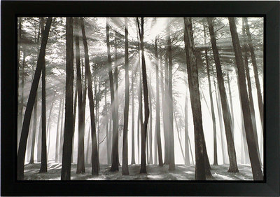 Cheap Sunburst, San Francisco Presidio print by Chris Honeysett