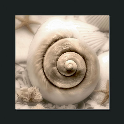 Cheap Iridescent Seashell I print by Donna Geissler