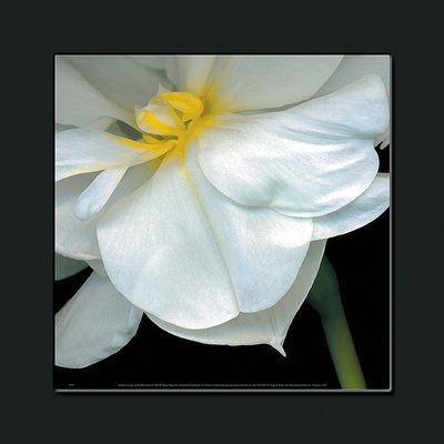 Cheap O'Keefe Jonquil print by Pip Bloomfield