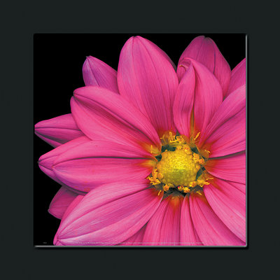 Cheap Pink Dahlia print by Pip Bloomfield