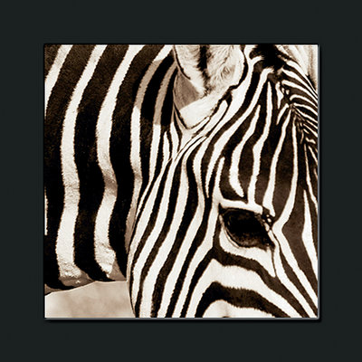 Cheap Zebra Pattern print by Frank &amp; Susan Parker