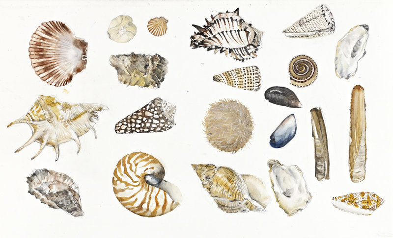 1000+ images about Shells on Pinterest
