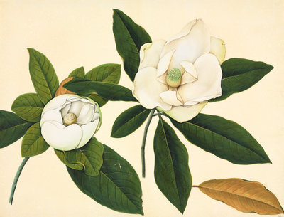 Magnolia by John Reeves - print