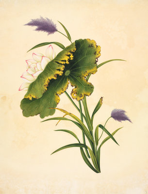 Sacred lotus by John Reeves - print